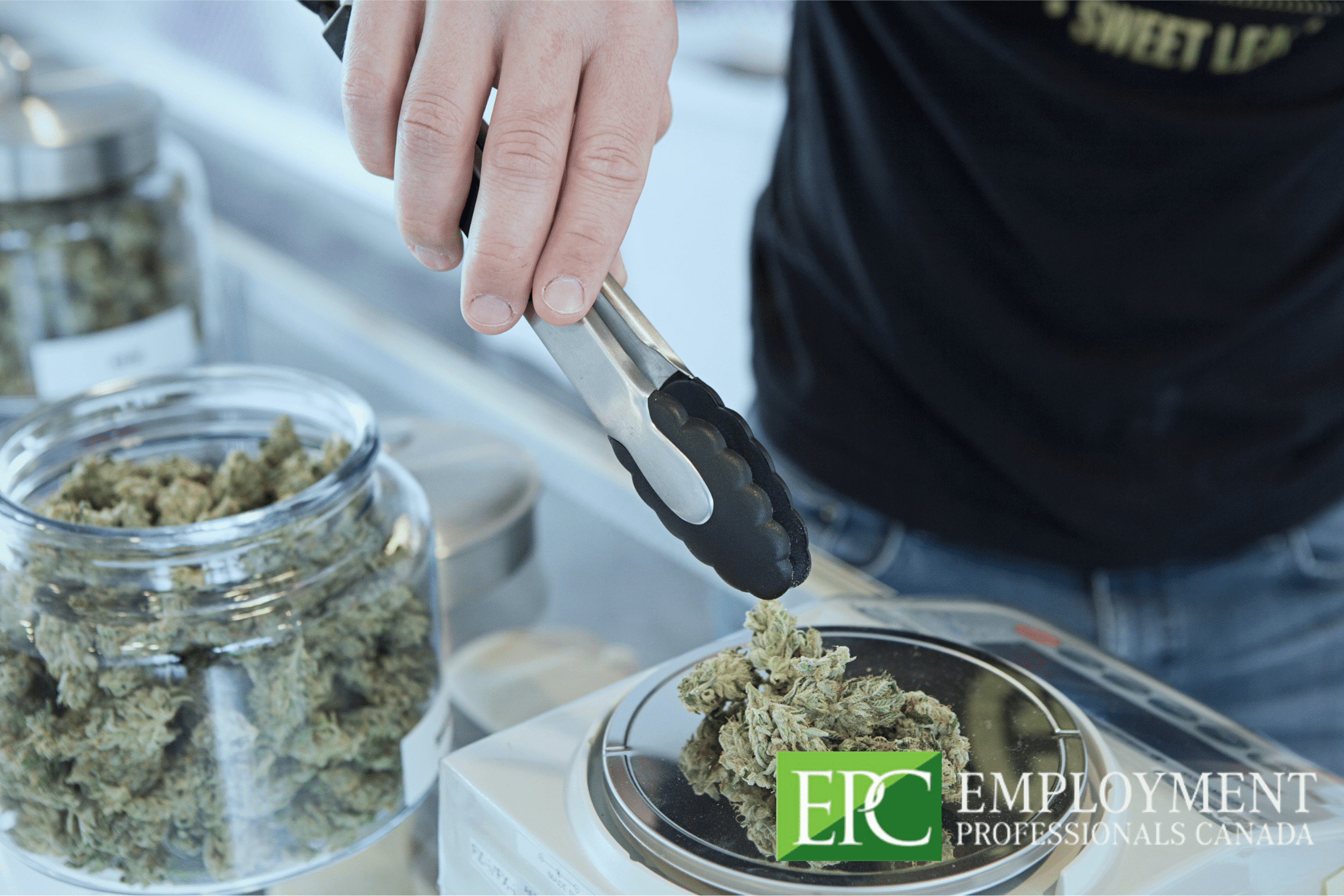 Can Cannabis Use Hurt My Job Search? Employment Professionals Canada